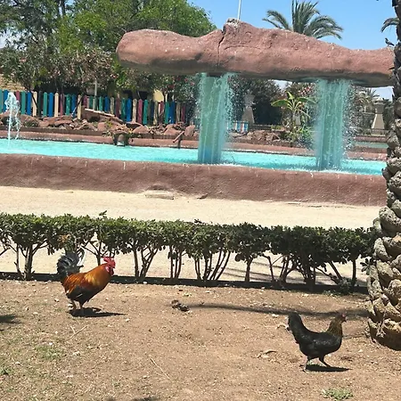 Bajo El Gallo