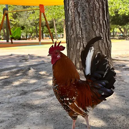 Bajo El Gallo * Torrevieja