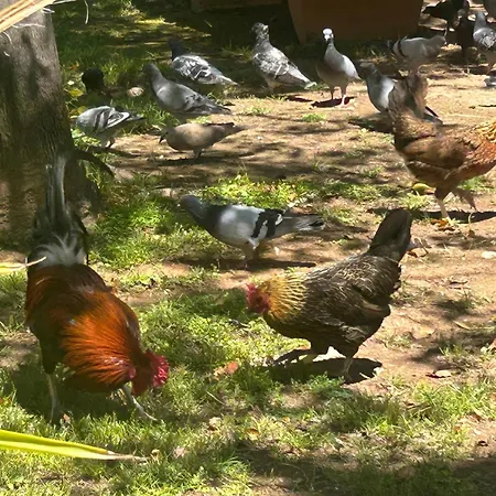 Bajo El Gallo Apartment Torrevieja