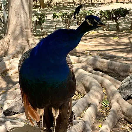 Bajo El Gallo Torrevieja