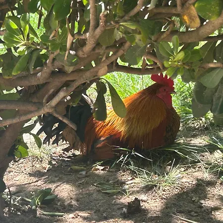Bajo El Gallo Apartment Torrevieja